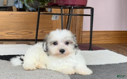 Maltese dogs for sale: Bentley - Image 1