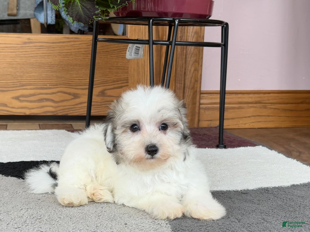Maltese dogs for sale: Bentley - Image 1