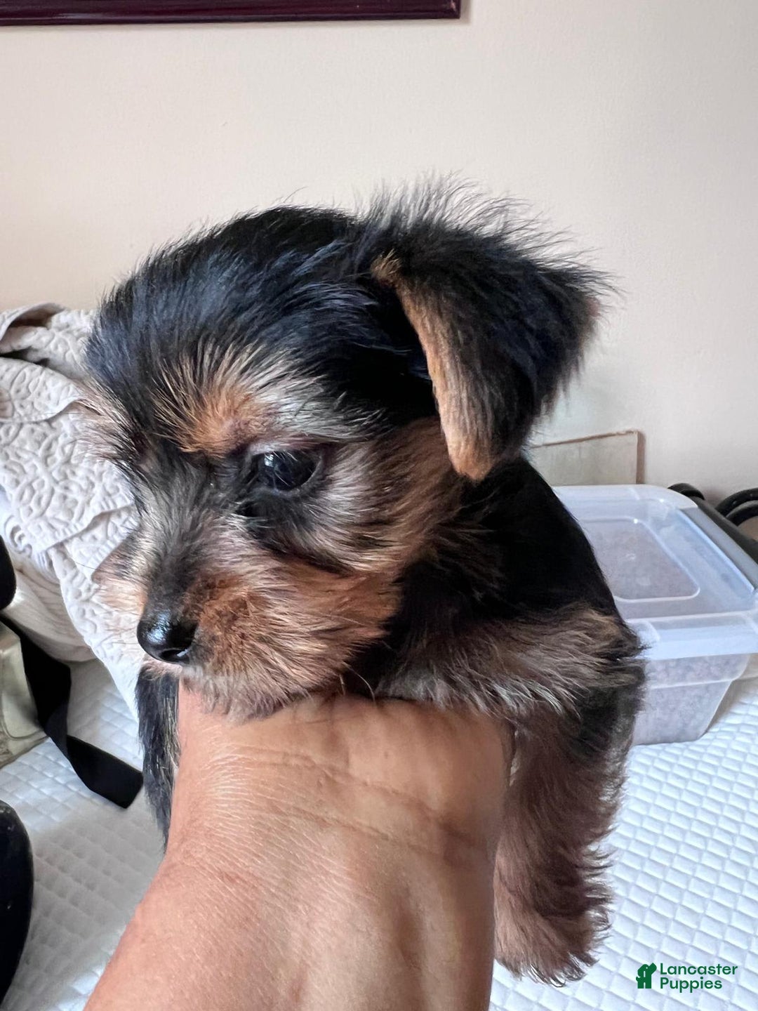 Yorkshire Terrier dogs for sale: Milo - Image 6