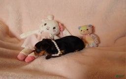 Yorkshire Terrier dogs for sale: Cc - Image 3