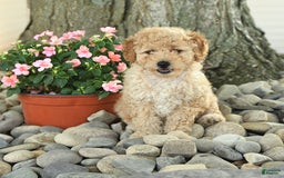 Miniature Poodle dogs for sale: Sparky - Image 3