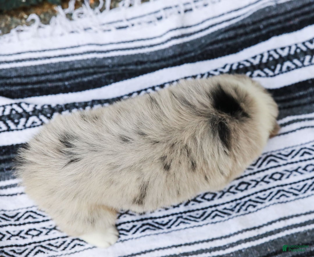 Australian Shepherd dogs for sale: Atlas - Image 13