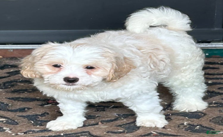 Shihpoo dogs for sale - Ad 1