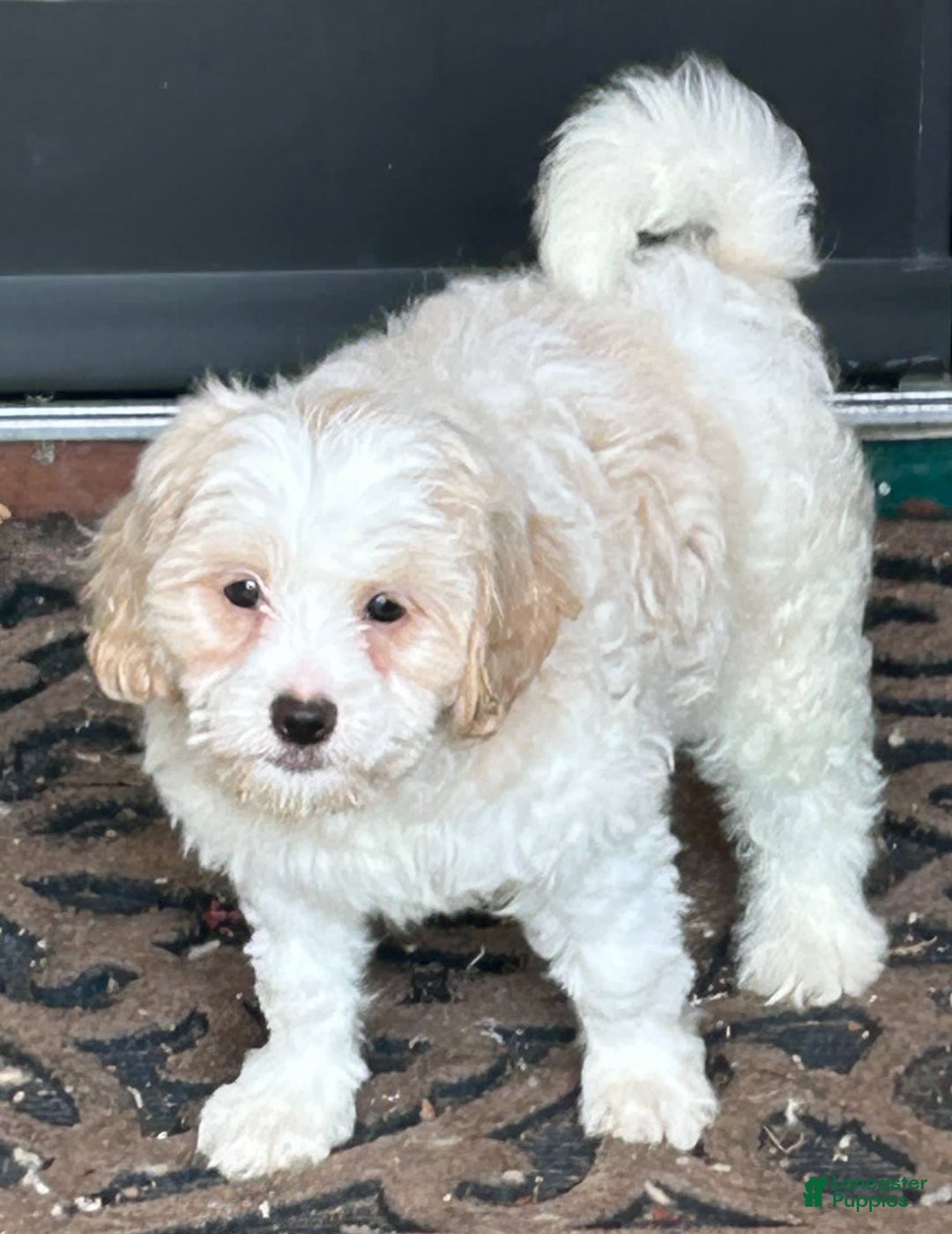 Shihpoo dogs for sale: Crackers - Image 1