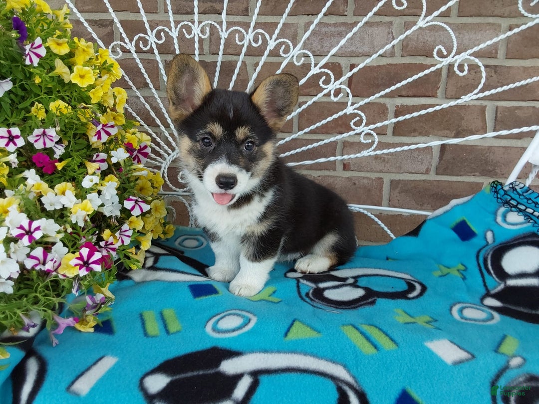 Welsh Corgi Pembroke dogs for sale: Chase - Image 6