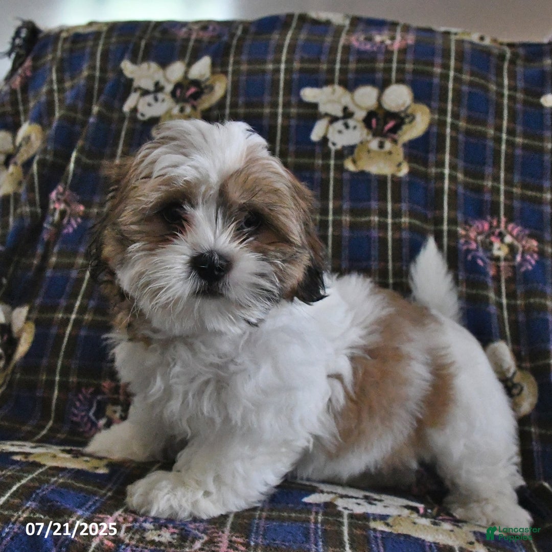 Shih Tzu dogs for sale: Bert - Image 6