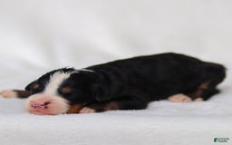 Mini Bernedoodle dogs for sale: Murphy - Image 10