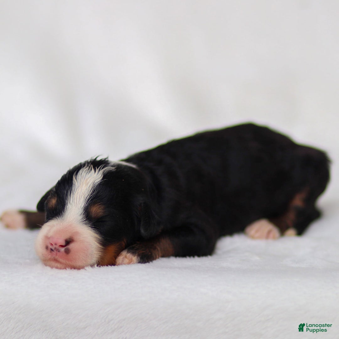 Mini Bernedoodle dogs for sale: Murphy - Image 10