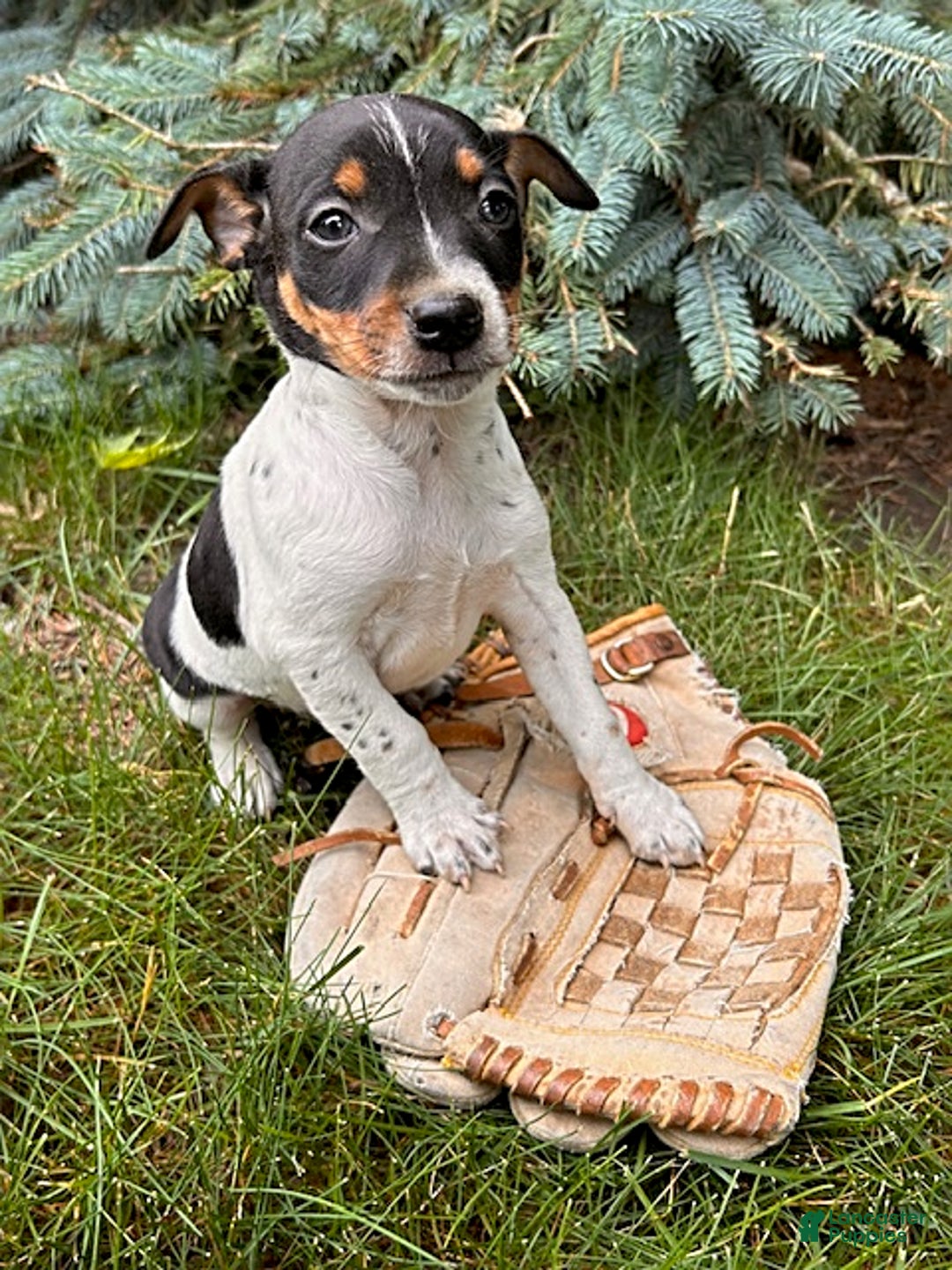 Rat Terrier dogs for sale: Stetson - Image 3