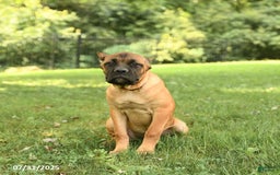 Cane Corso dogs for sale: Tessa - Image 4