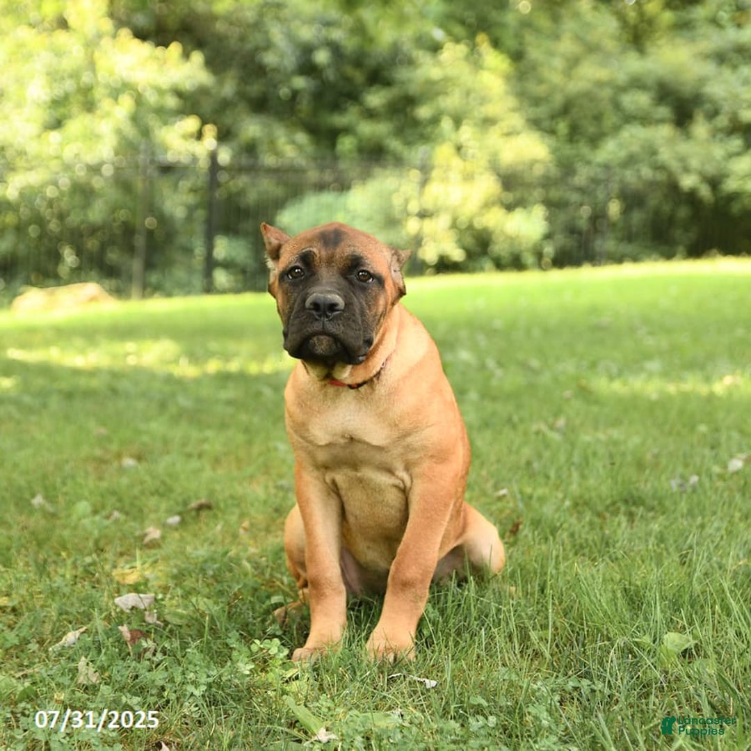 Cane Corso dogs for sale: Tessa - Image 4