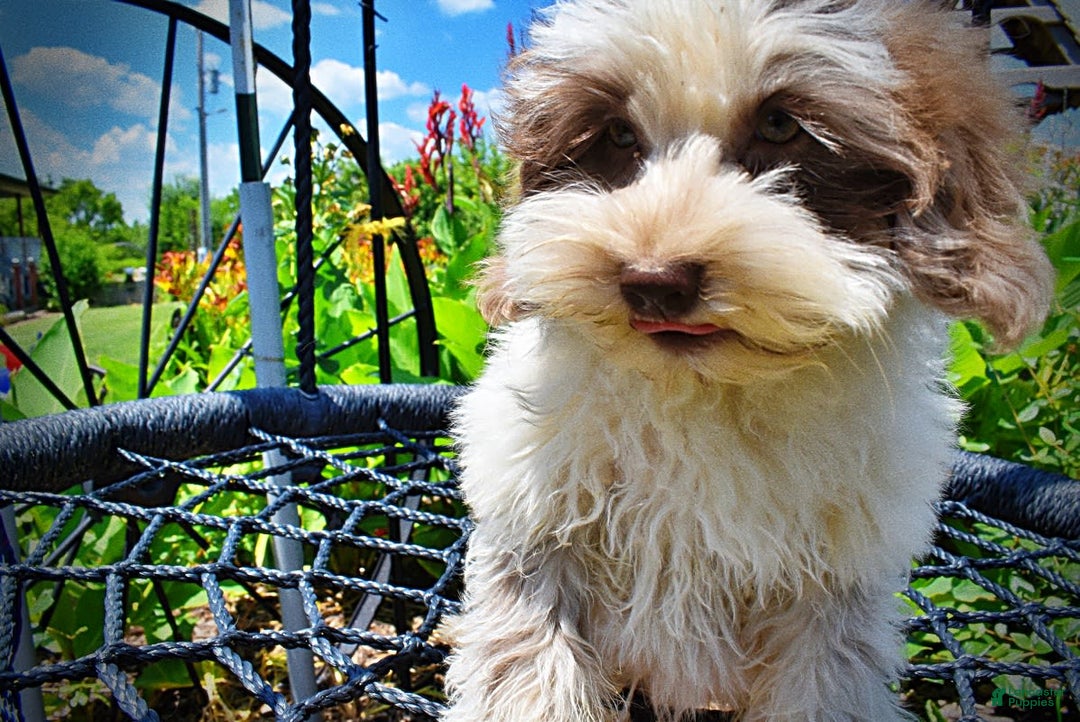 Havapoo dogs for sale: Vixen - Image 10
