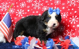 Bernese Mountain Dog dogs for sale: Pebbles - Image 6