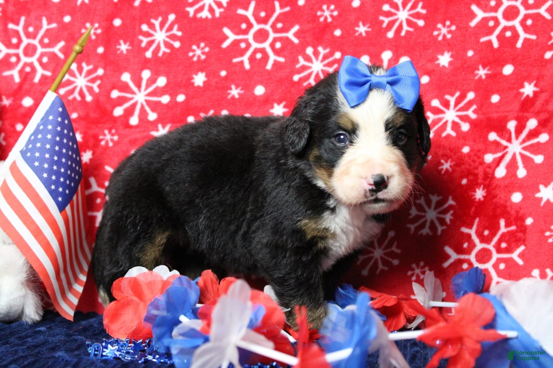 Bernese Mountain Dog dogs for sale: Pebbles - Image 6