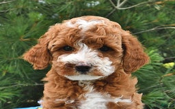 Mini Goldendoodle dogs for sale: Emma - Image 14