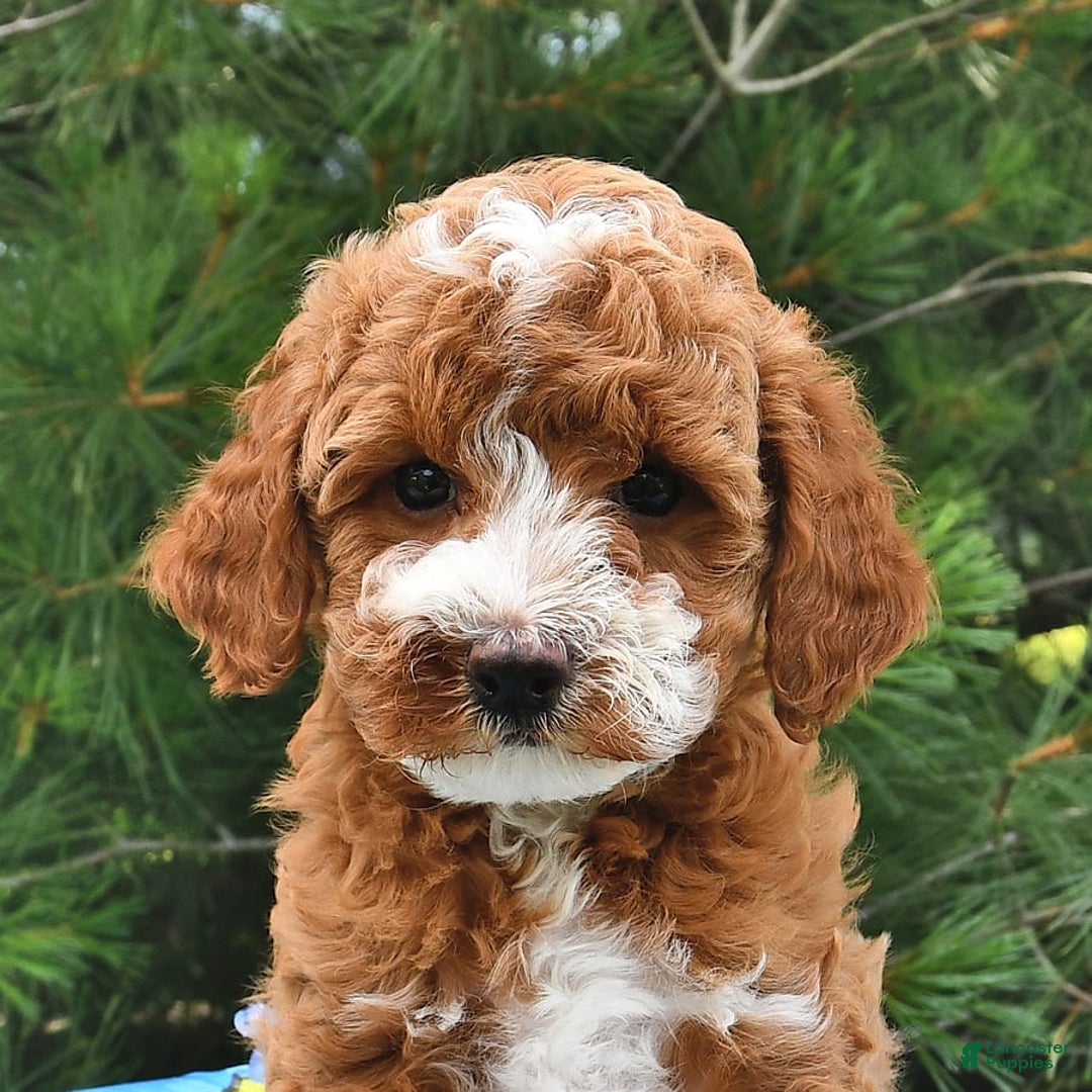 Mini Goldendoodle dogs for sale: Emma - Image 14
