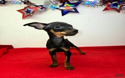 Miniature Pinscher dogs for sale: Otis - Image 3