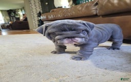 English Bulldog dogs for sale: Lilly - Image 4