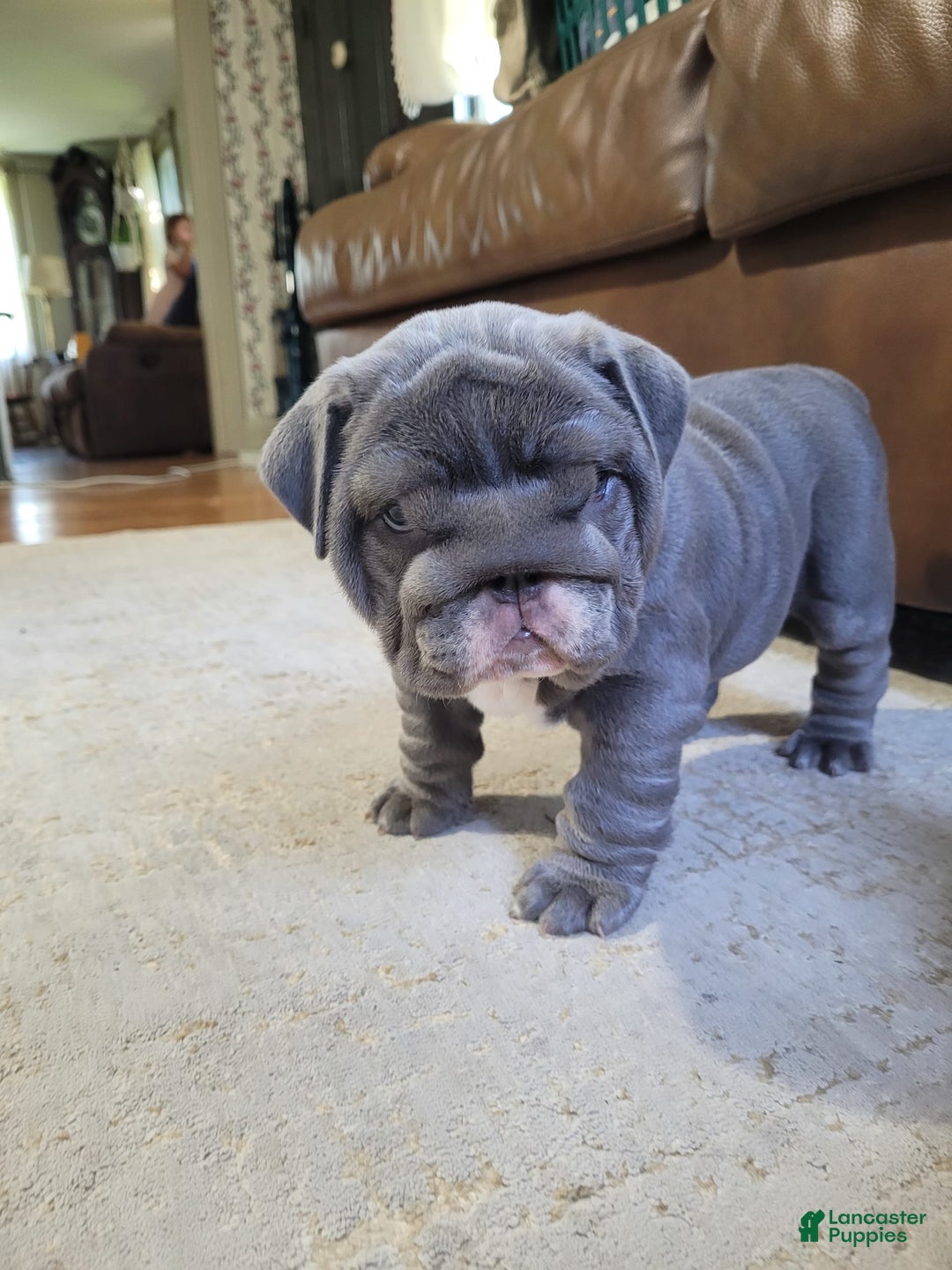 English Bulldog dogs for sale: Lilly - Image 4