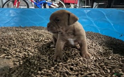 Olde English Bulldogge dogs for sale: Koa - Image 4