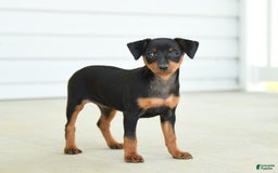 Miniature Pinscher dogs for sale: Nutella - Image 3