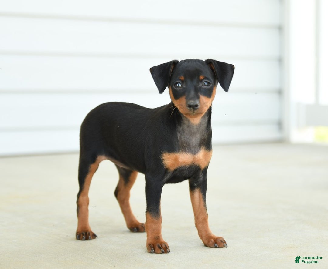Miniature Pinscher dogs for sale: Nutella - Image 3