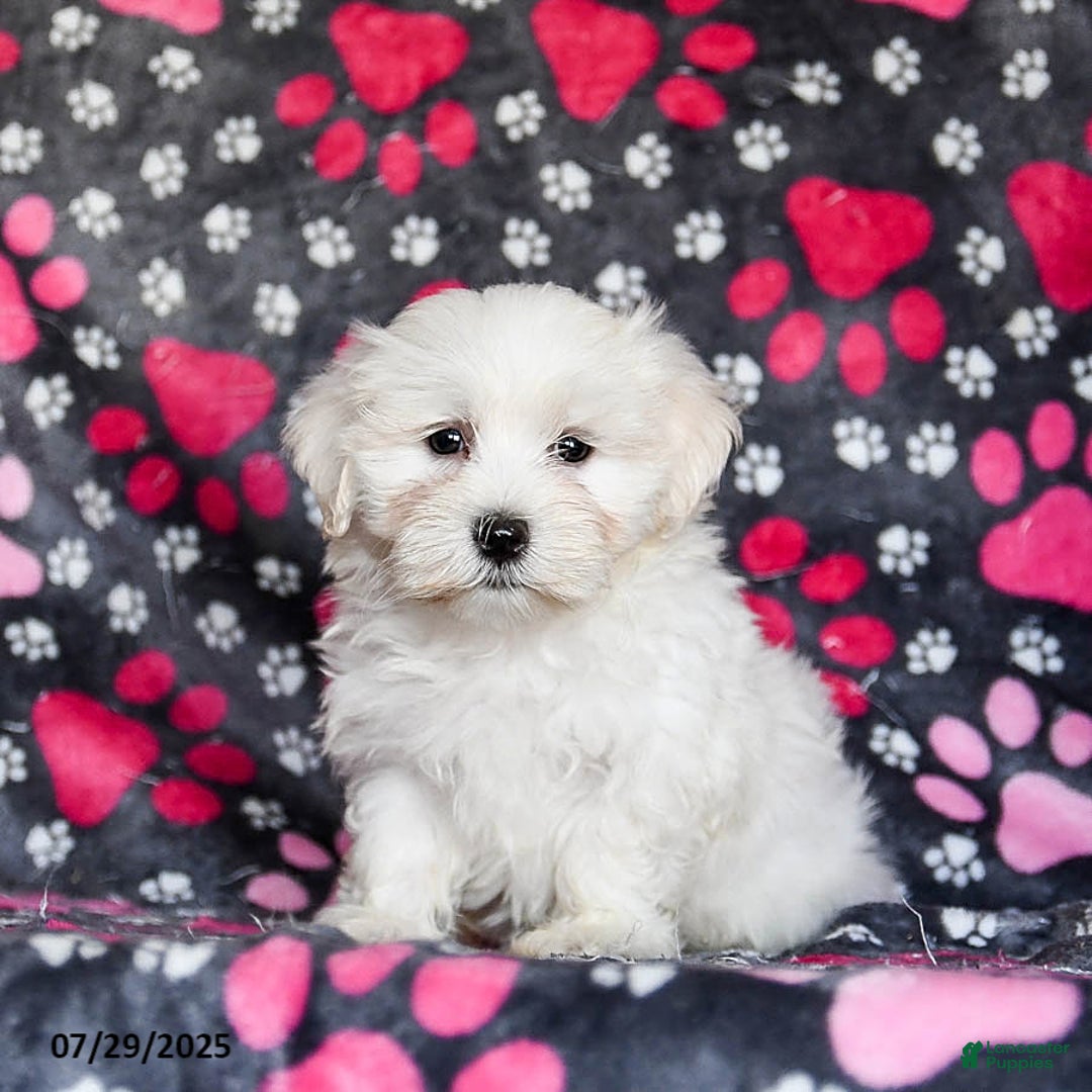 Maltese dogs for sale: Nitro - Image 3