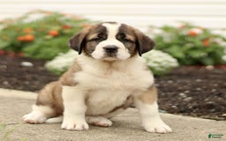 Saint Bernard dogs for sale: Coffee - Image 4