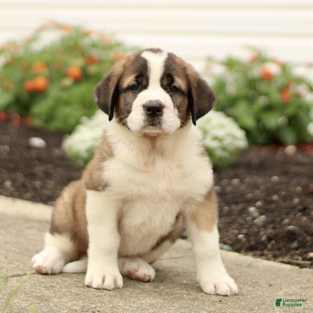 Saint Bernard dogs for sale: Coffee - Image 4