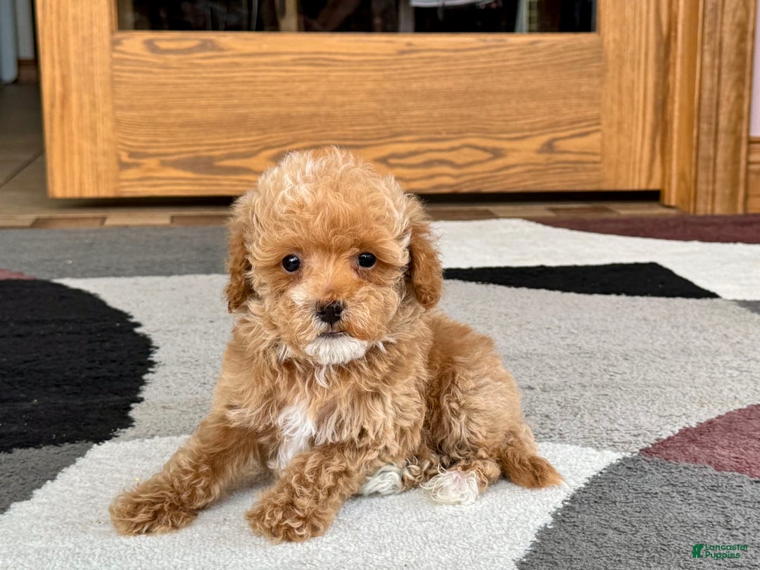Maltipoo dogs for sale: Terry - Image 6