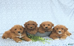 Mini Goldendoodle dogs for sale: Maverick - Image 1