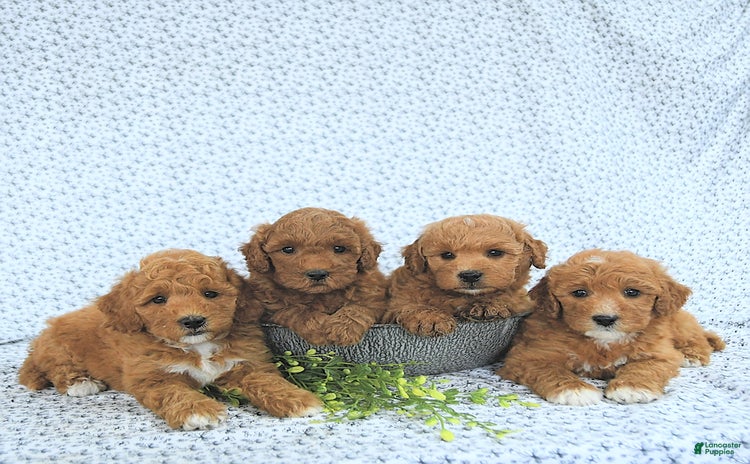 Mini Goldendoodle dogs for sale - Ad 2