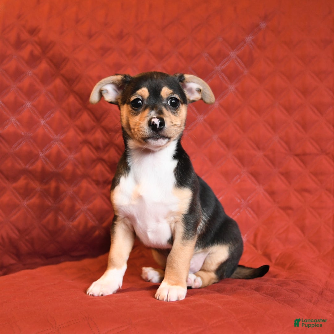 Chihuahua dogs for sale: Joey - Image 1