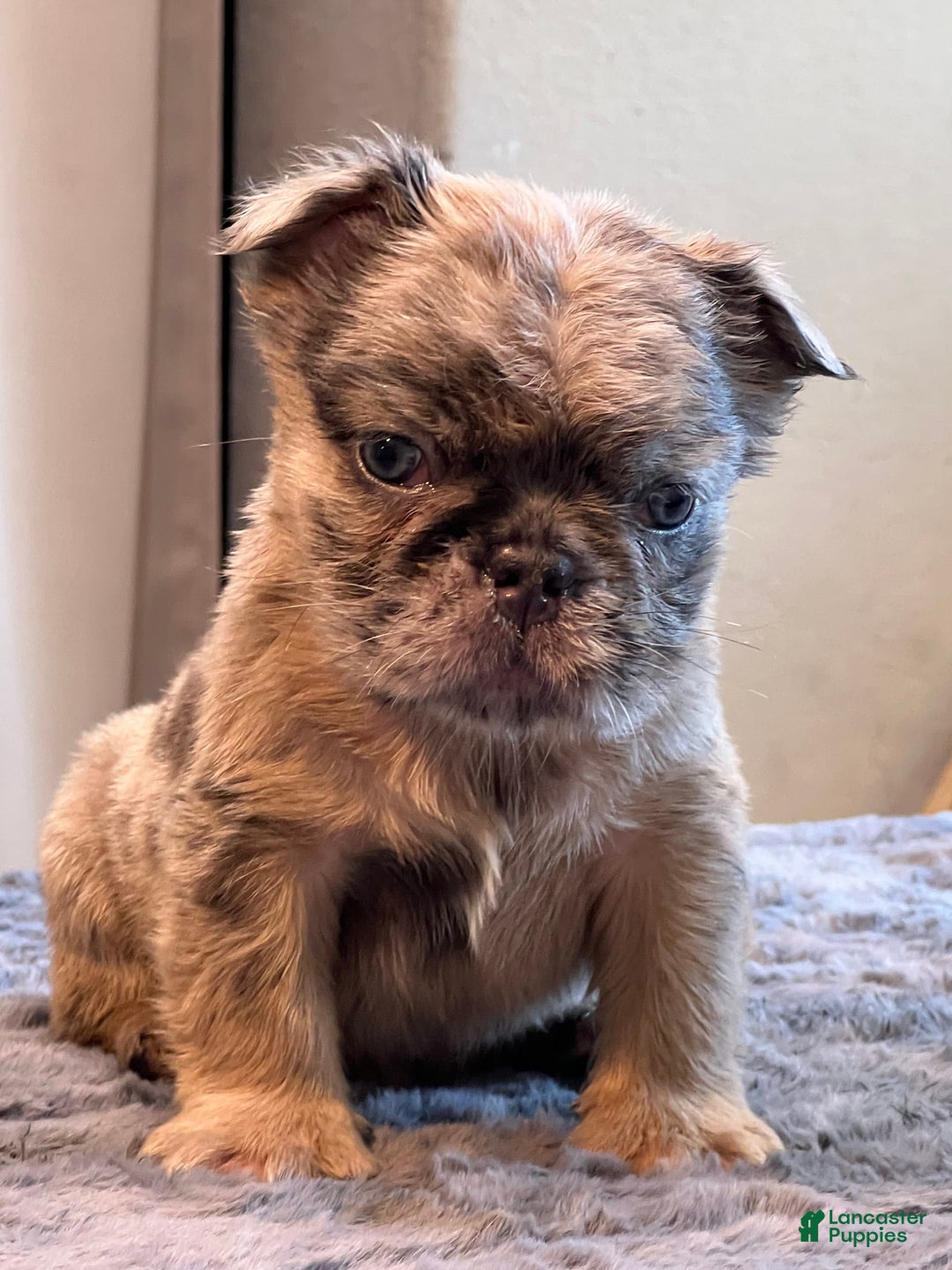 English Bulldog dogs for sale: Bolo - Image 1