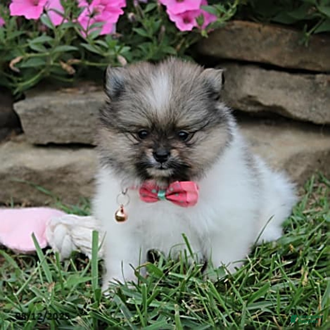 Pomeranian dogs for sale: Kylie - Image 15