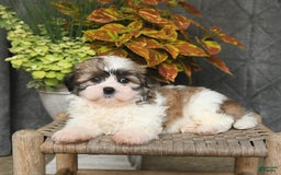 Malshi dogs for sale: Piper - Image 3
