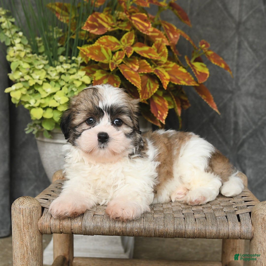 Malshi dogs for sale: Piper - Image 3