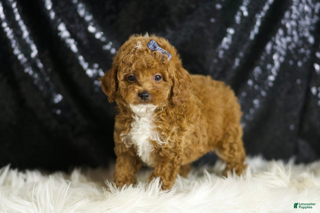 Toy Poodle dogs for sale: Eric - Image 4