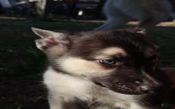 Gerberian Shepsky dogs for sale: Finn - Image 5