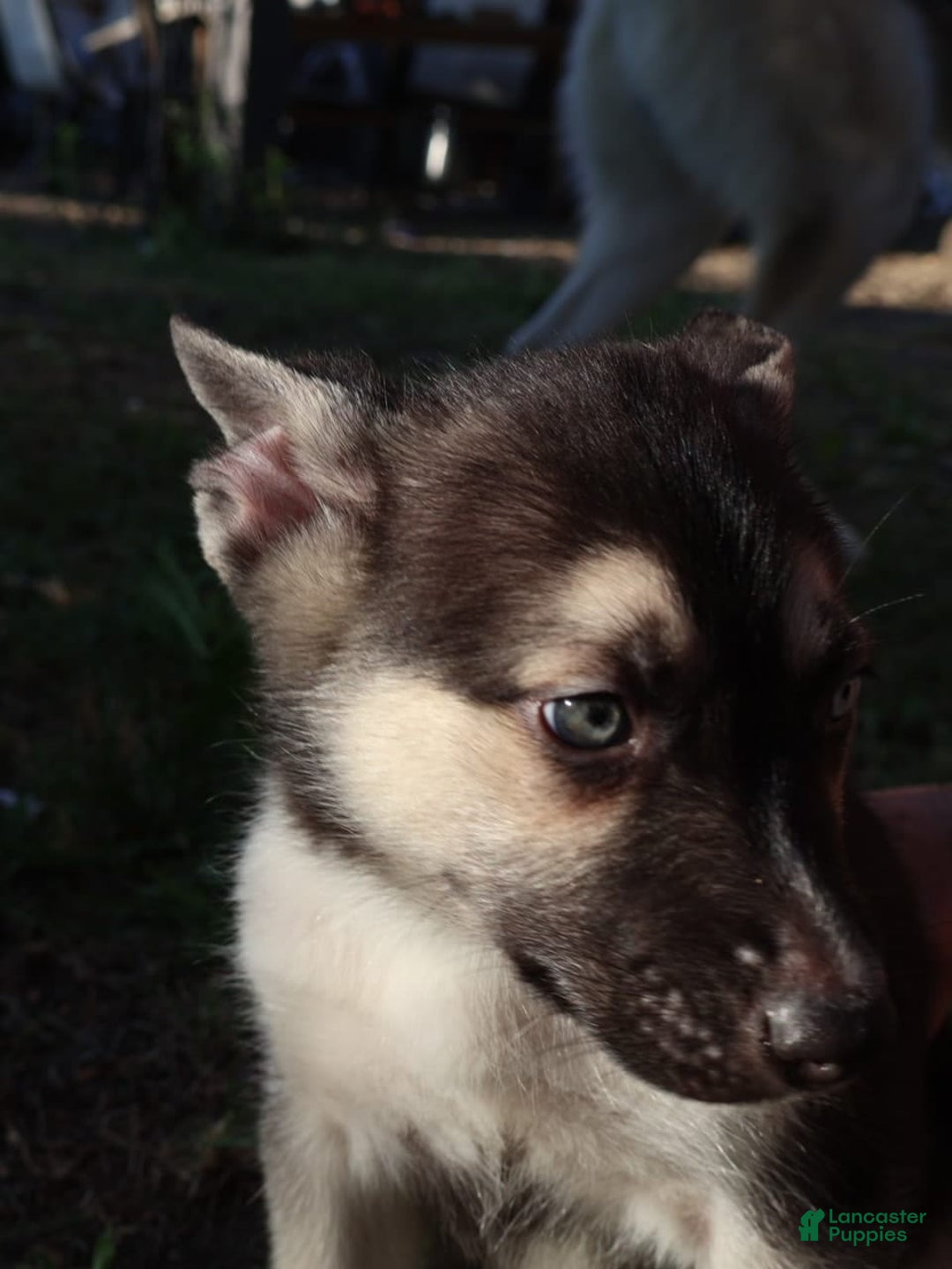 Gerberian Shepsky dogs for sale: Finn - Image 5