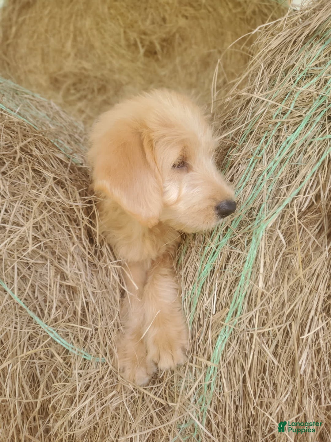 Labradoodle dogs for sale: Daisy - Image 6