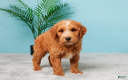 Mini Goldendoodle dogs for sale: Nash - Image 2