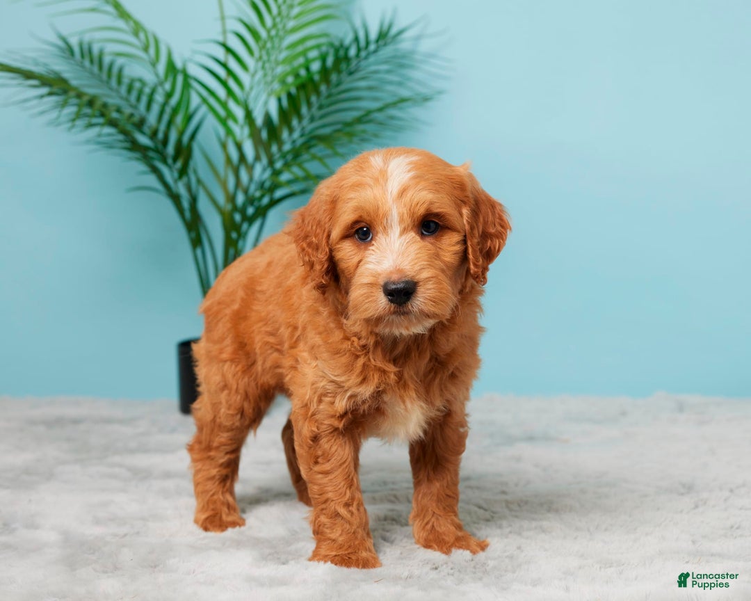 Mini Goldendoodle dogs for sale: Nash - Image 2