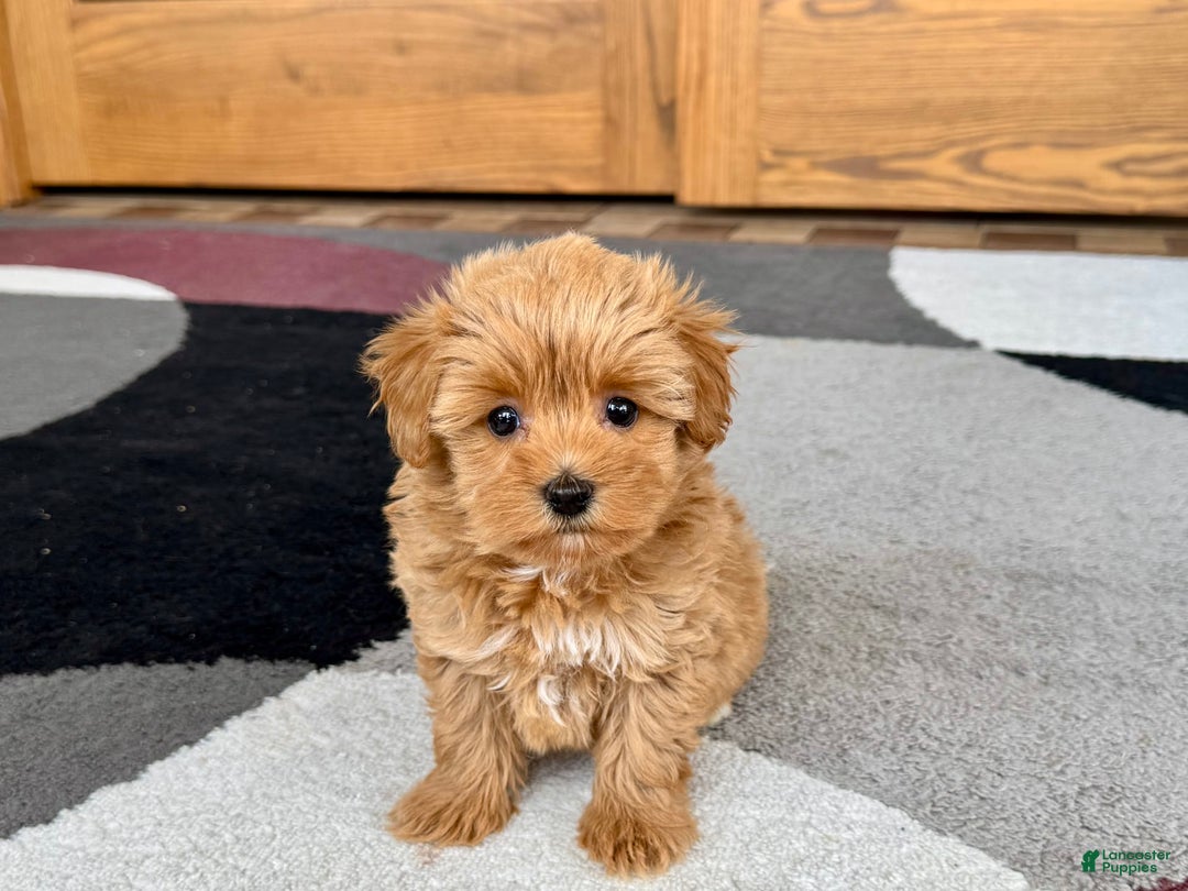 Maltipoo dogs for sale: Macon - Image 11
