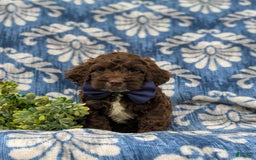 Cockapoo dogs for sale: Mason - Image 1