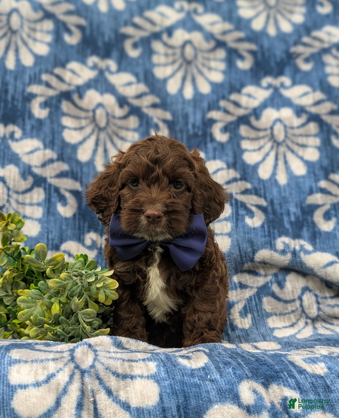 Cockapoo dogs for sale: Mason - Image 1