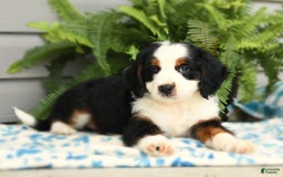 Bernedoodle dogs for sale: Pepper - Image 3