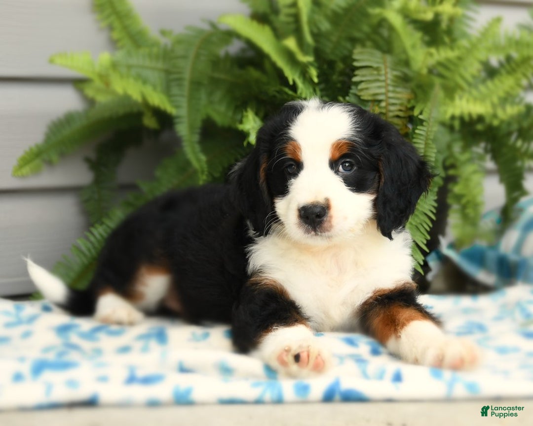 Bernedoodle dogs for sale: Pepper - Image 3