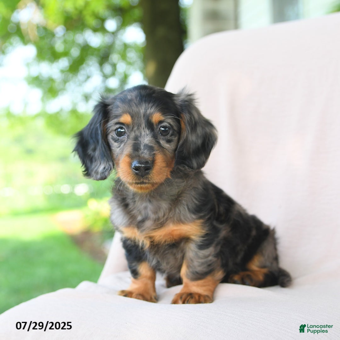 Miniature Dachshund dogs for sale: Brookie - Image 2