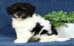 Havapoo dogs for sale: Cooper - Image 2